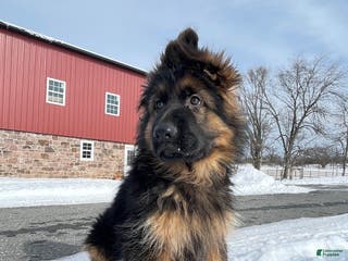 German Shepherd dogs King - Ad 32
