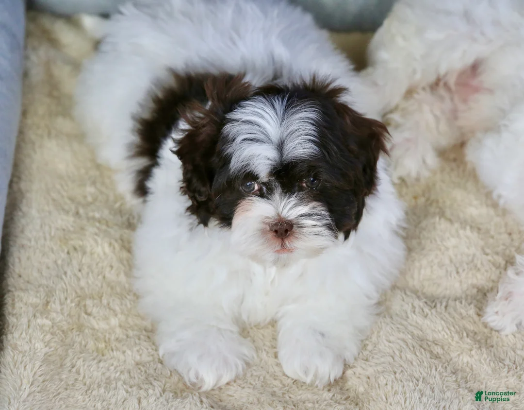 Shihpoo dogs for sale: Briglee - Ad 4