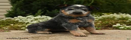 Australian Cattle Dog dogs for sale: Andrea - Ad 1