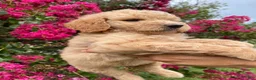 Goldendoodle dogs for sale: Sofie - Ad 7