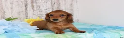 Miniature Dachshund dogs for sale: King  - Ad 4