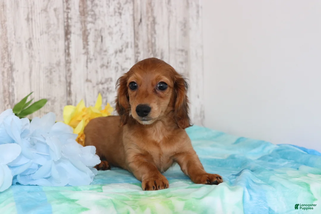 Miniature Dachshund dogs for sale: King  - Ad 4