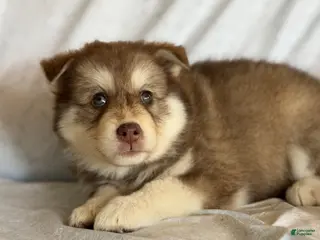 Pomsky dogs Kiki - Ad 38
