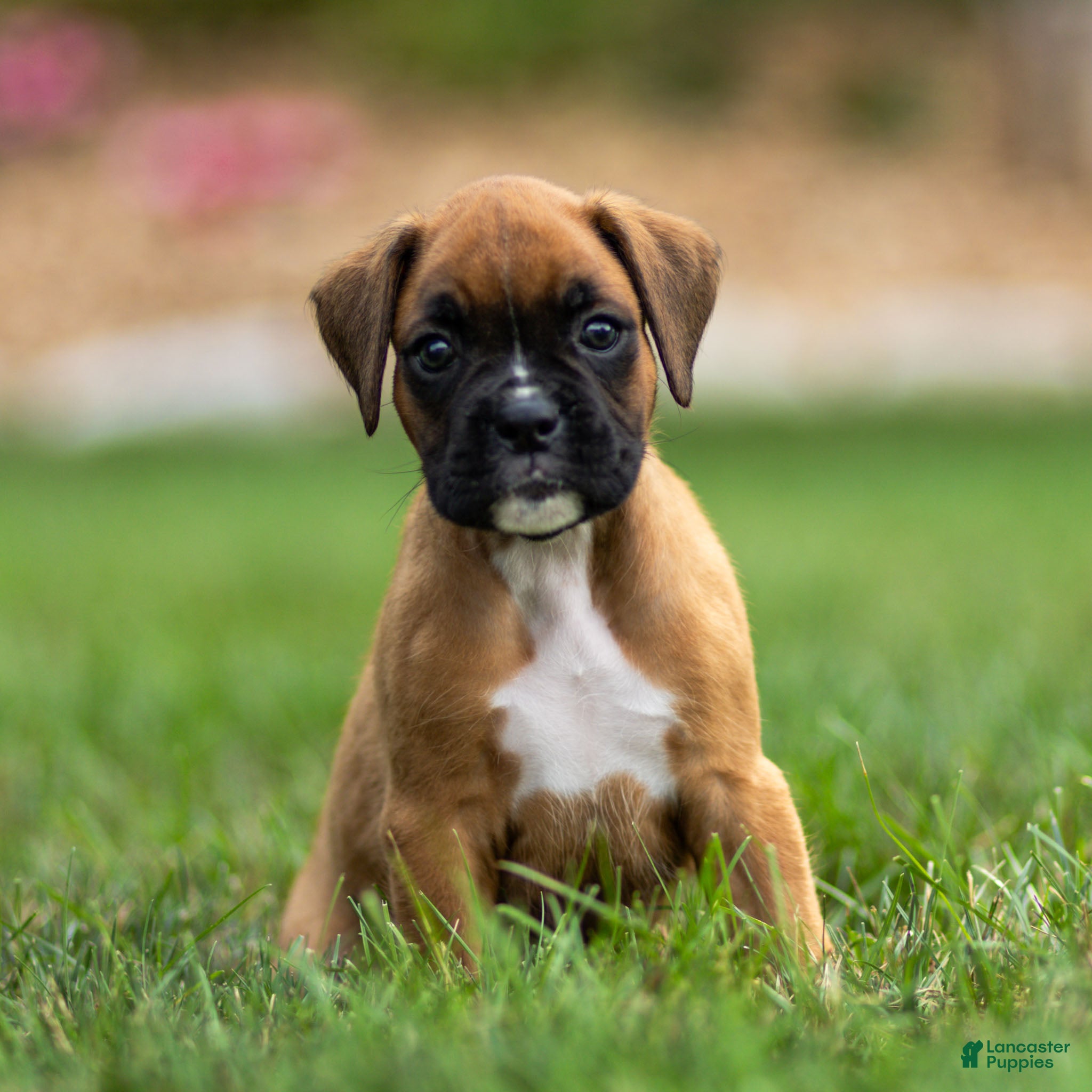 Boxer dogs Nettie Boxer  - Ad 2