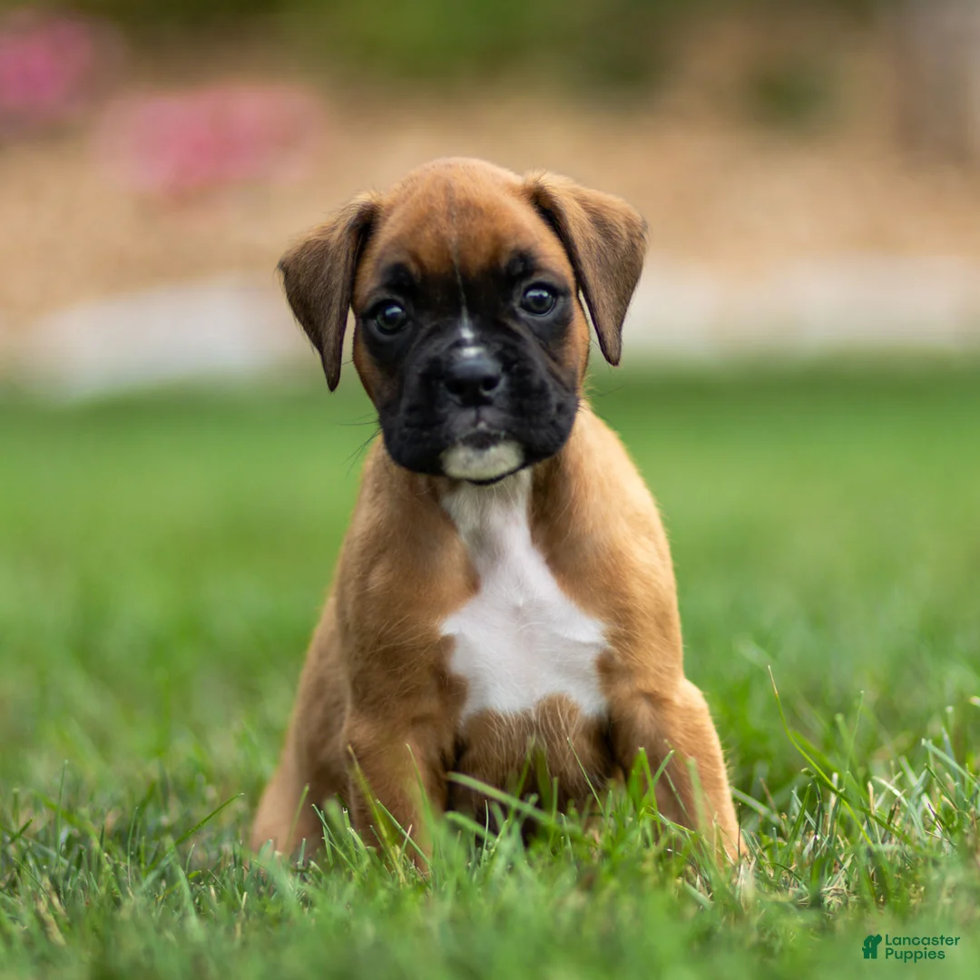 Boxer dogs for sale: Nettie Boxer  - Ad 2