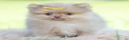 Pomeranian dogs for sale: Cutiepie  - Ad 4