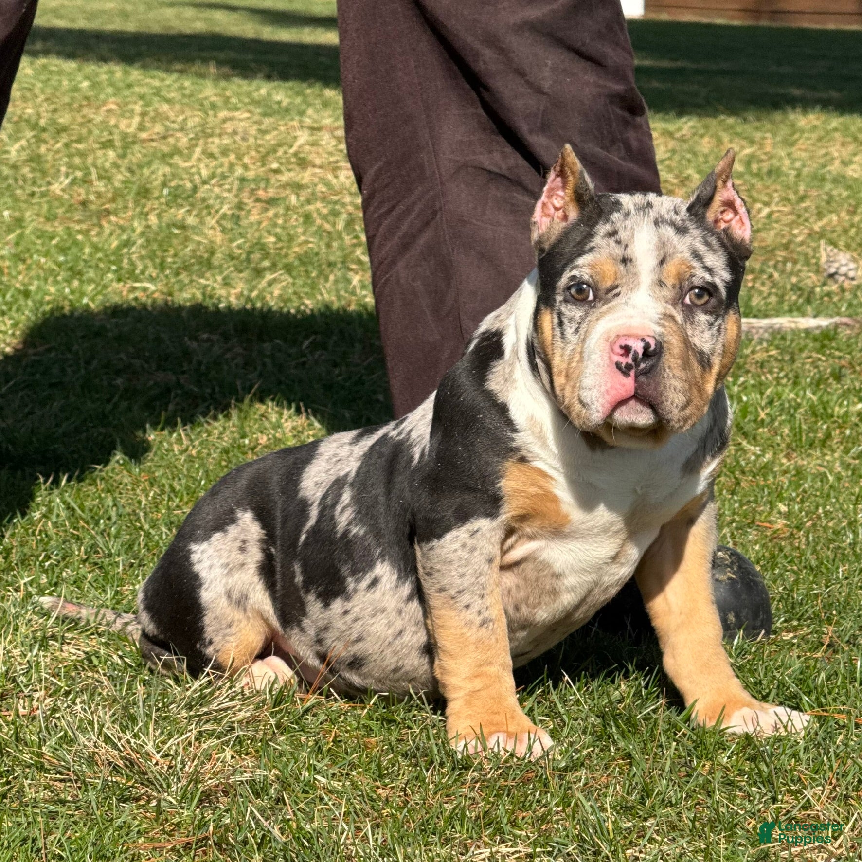 American Bully dogs Emmy - Ad 2