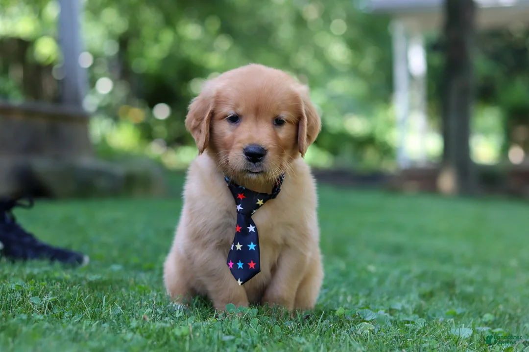 Golden Retriever dogs for sale: Benson - Ad 1