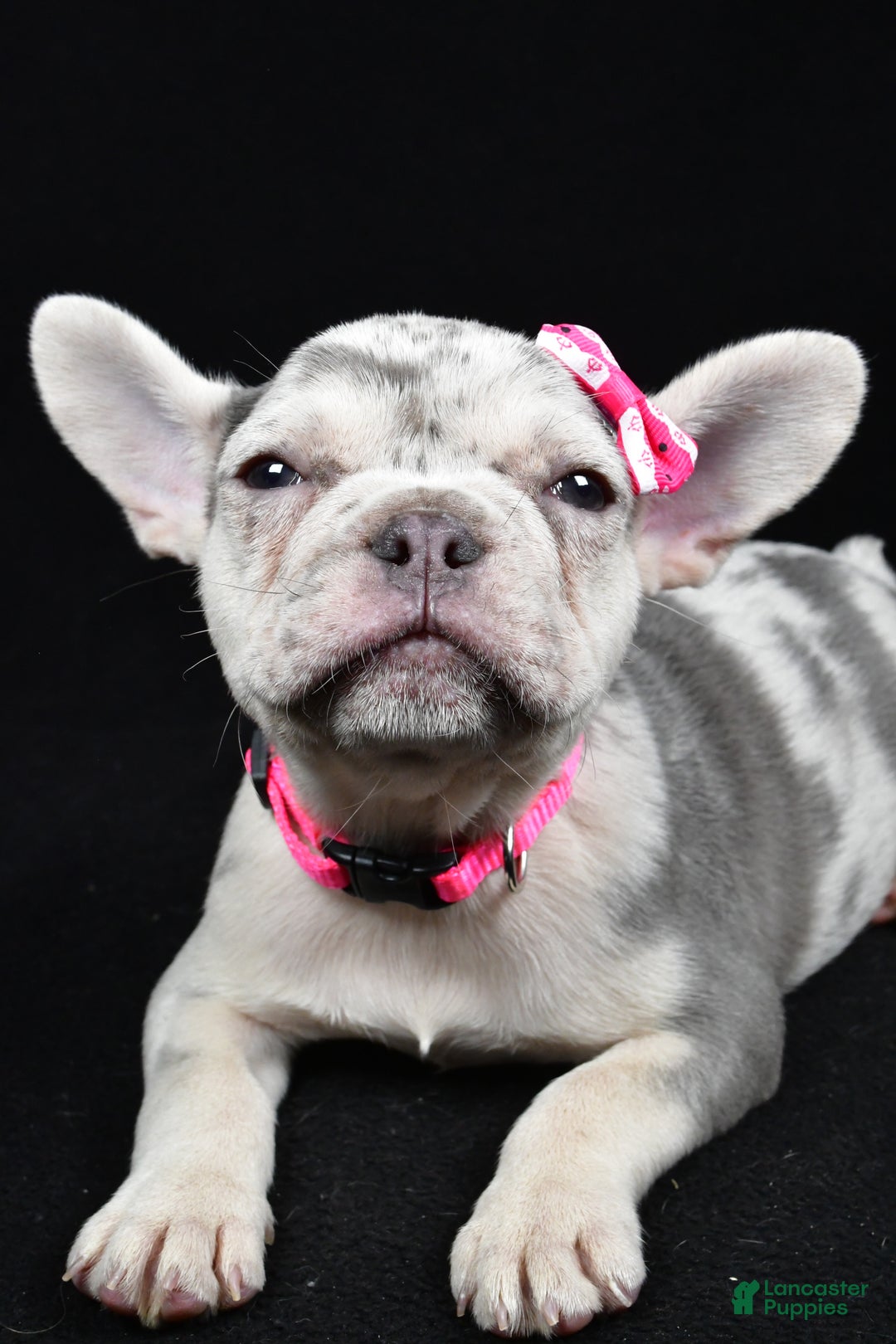 French Bulldog dogs for sale: Biscuit  - Ad 3