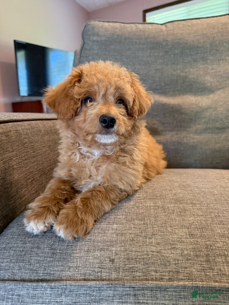 Mini Goldendoodle dogs Boy - Ad 2