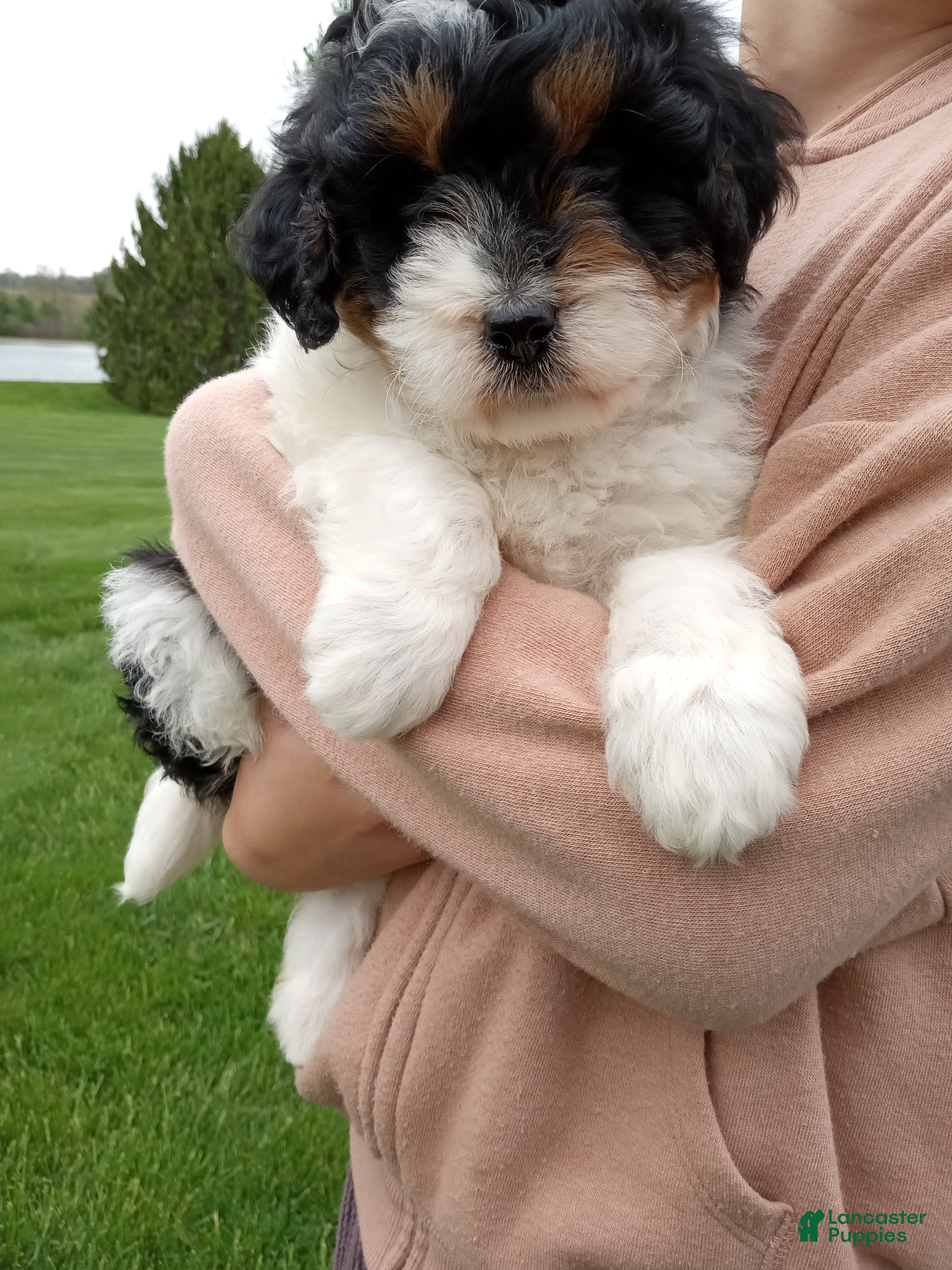 Mini Bernedoodle dogs Lily - Ad 2