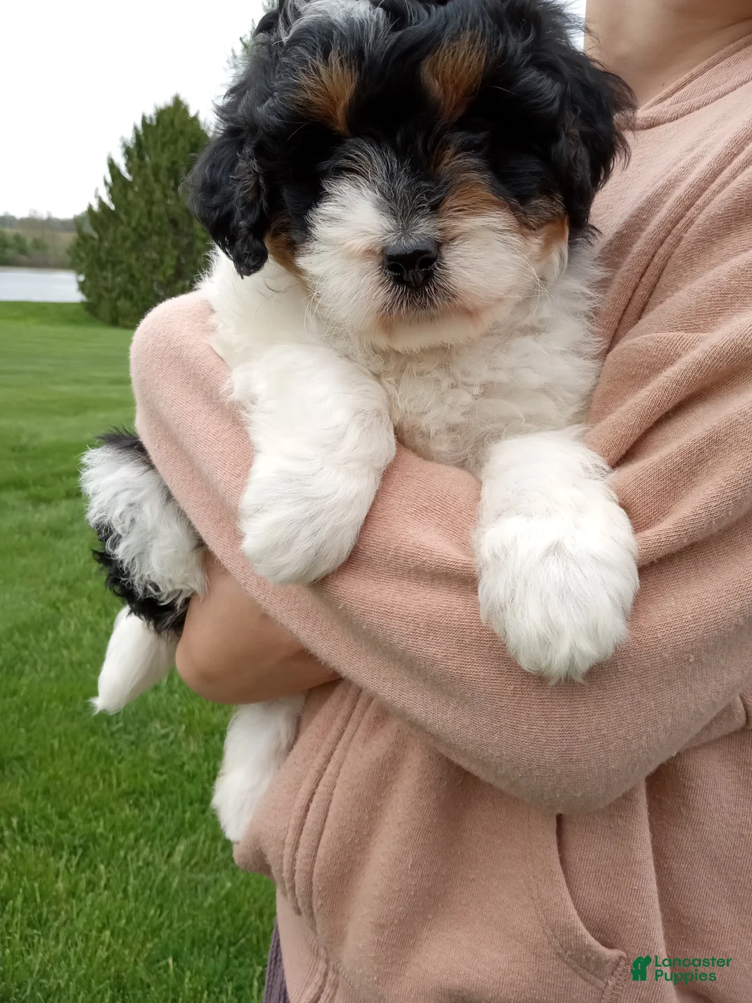 Mini Bernedoodle dogs for sale: Lily - Ad 2