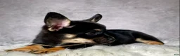 Mixed Breed dogs for sale: Mr. Hunter  - Ad 7