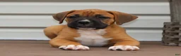 Boxer dogs for sale: Porter - Ad 6