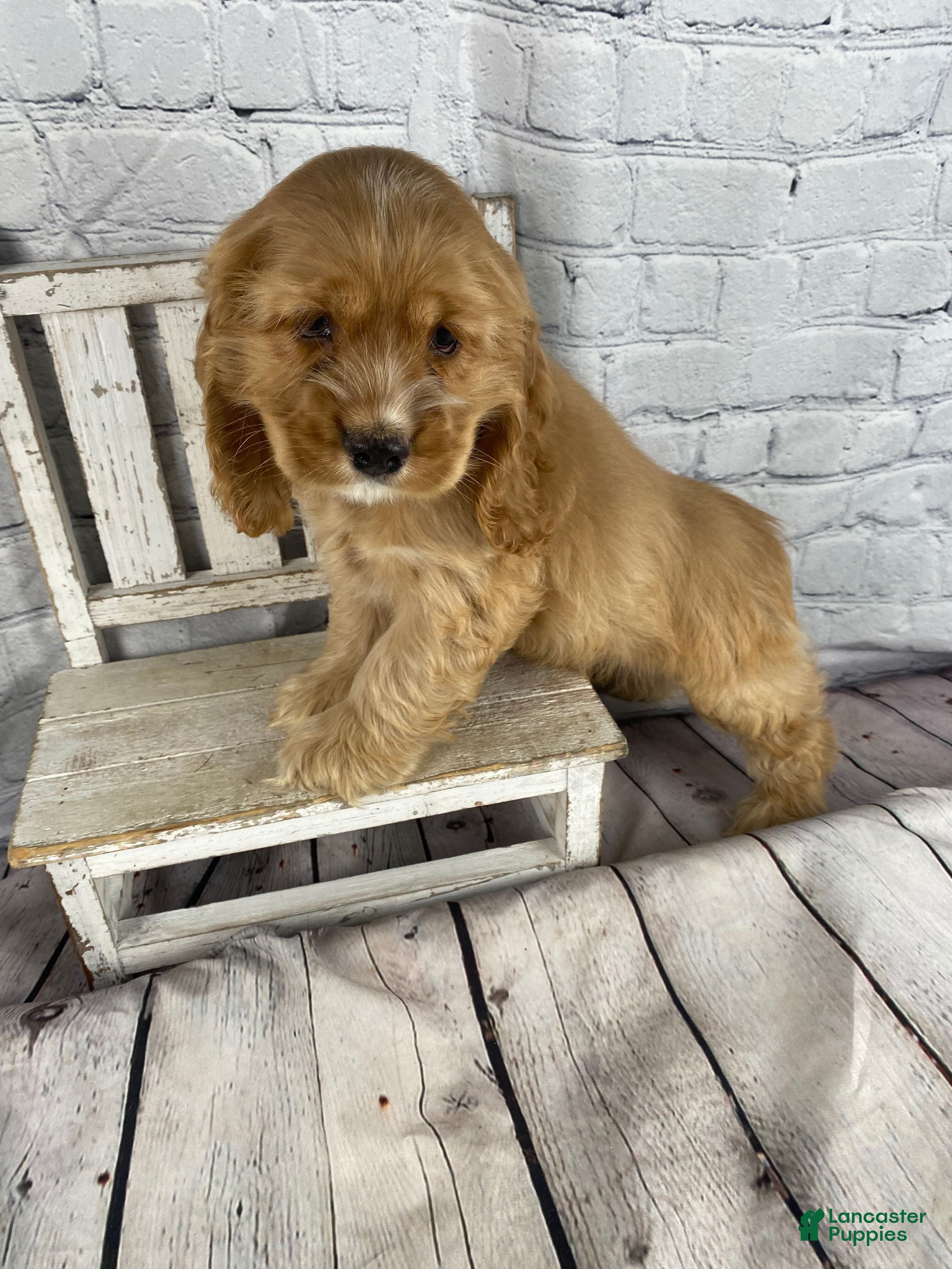 Cocker Spaniel dogs Koda - Ad 2