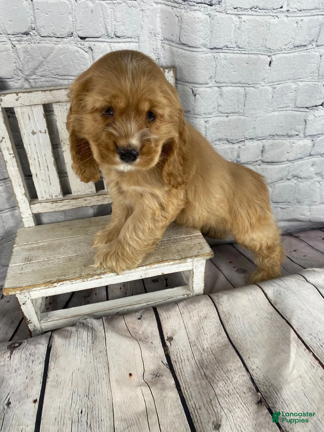 Cocker Spaniel dogs for sale: Koda - Ad 2