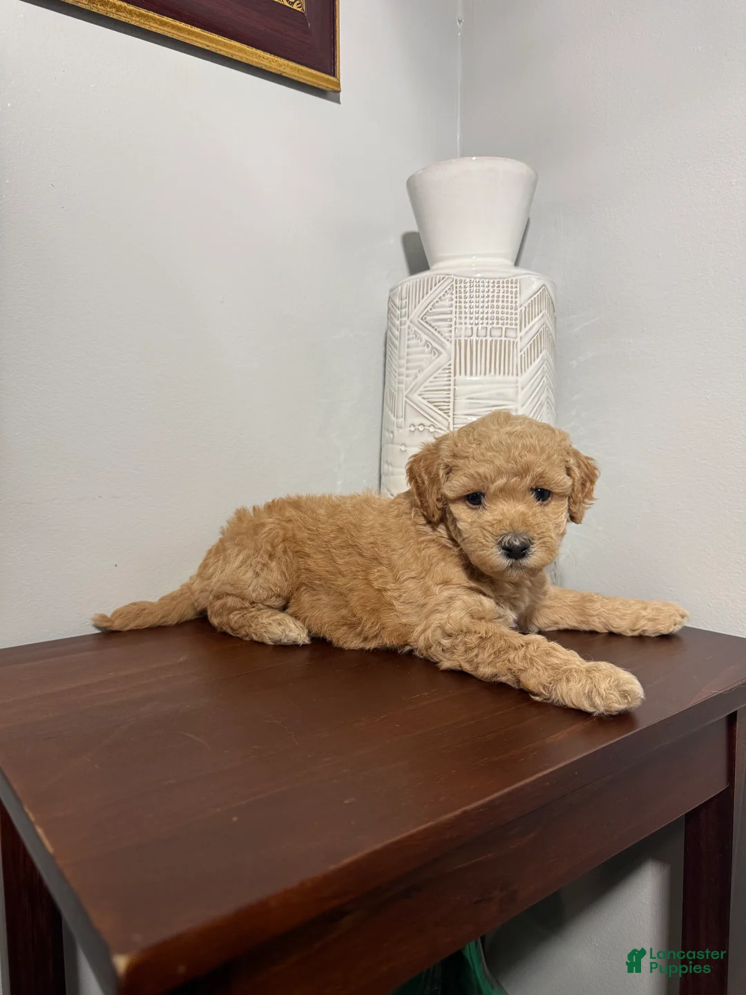 Maltipoo dogs for sale: Benita  - Ad 2