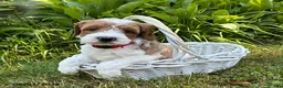 Goldendoodle dogs for sale: Anson - Ad 3