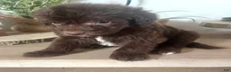 Mixed Breed dogs for sale: Carlton - Ad 6