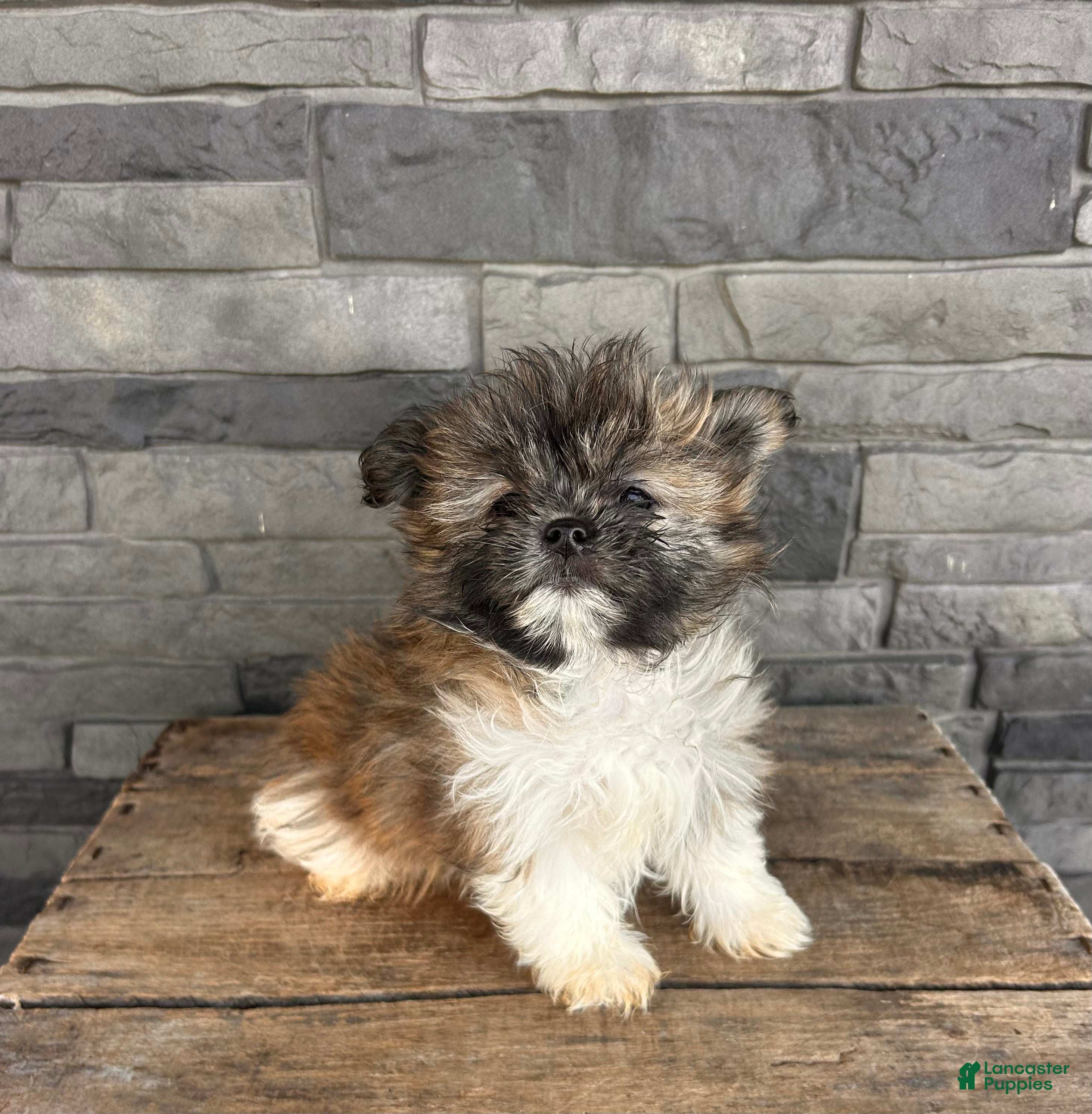 Mixed Breed dogs Gemma - Ad 2