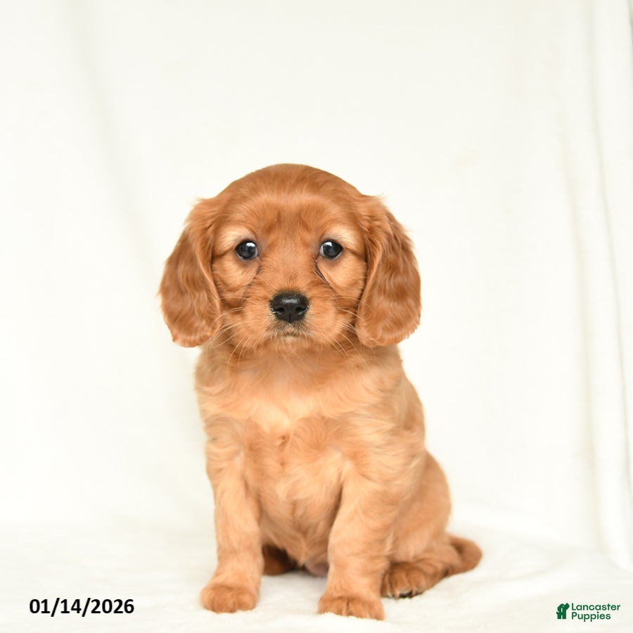 Miniature Golden Retriever dogs Eleanor  - Ad 3