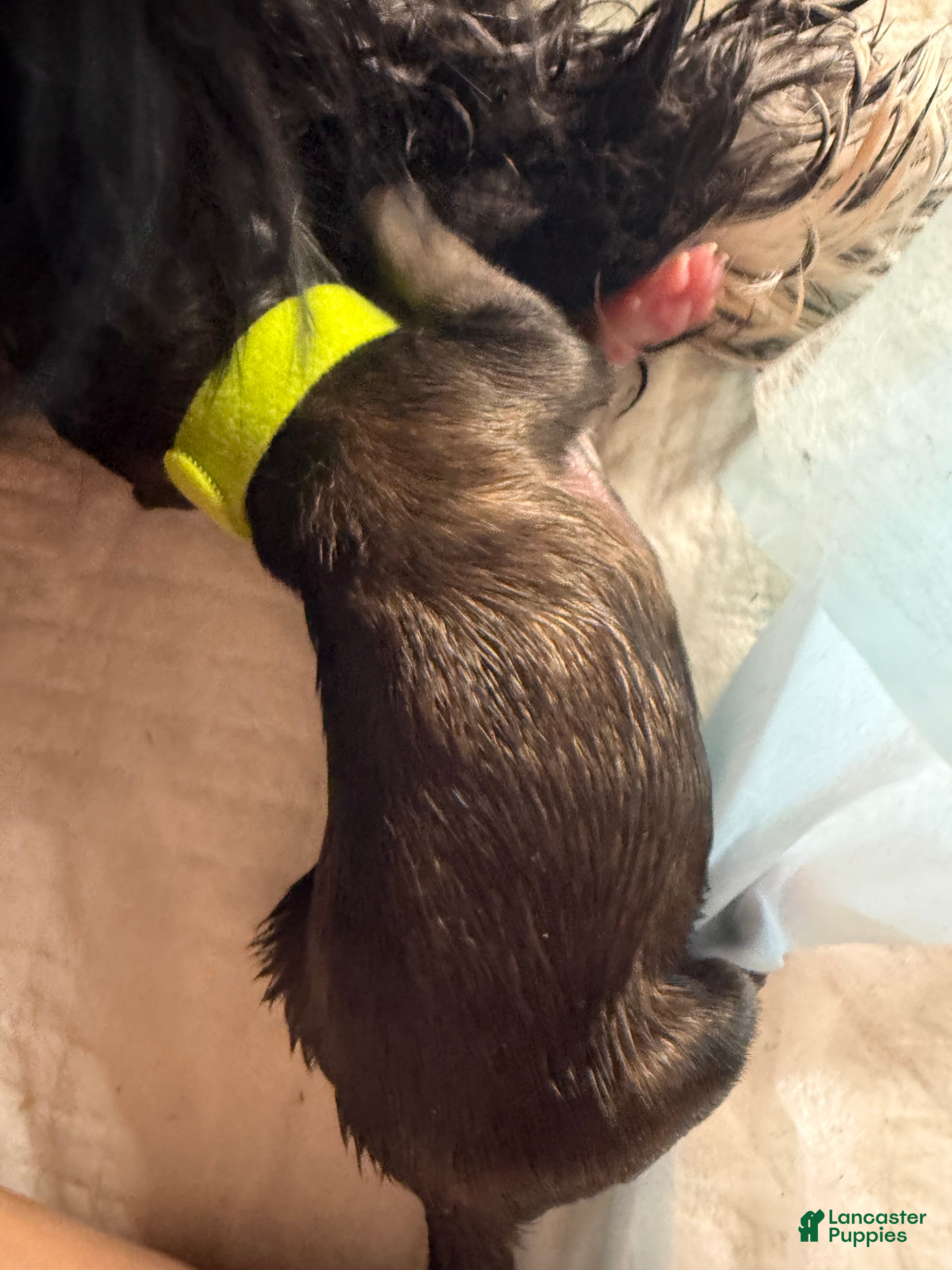 Shih Tzu dogs Shih Tzu 5 - Ad 12