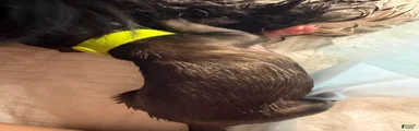 Shih Tzu 5