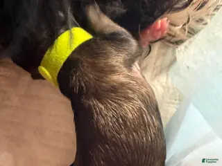 Shih Tzu dogs Shih Tzu 5 - Ad 12