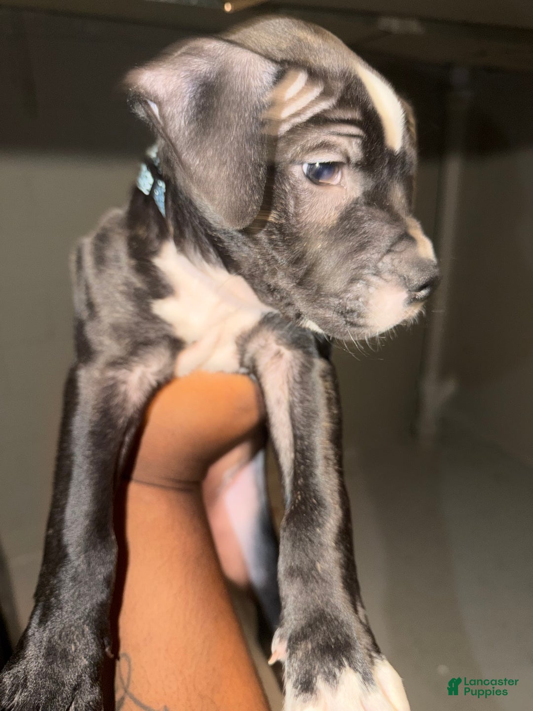 American Bully dogs for sale: Dior - Ad 2