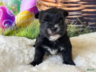 Morkie dogs Blacky - Ad 1