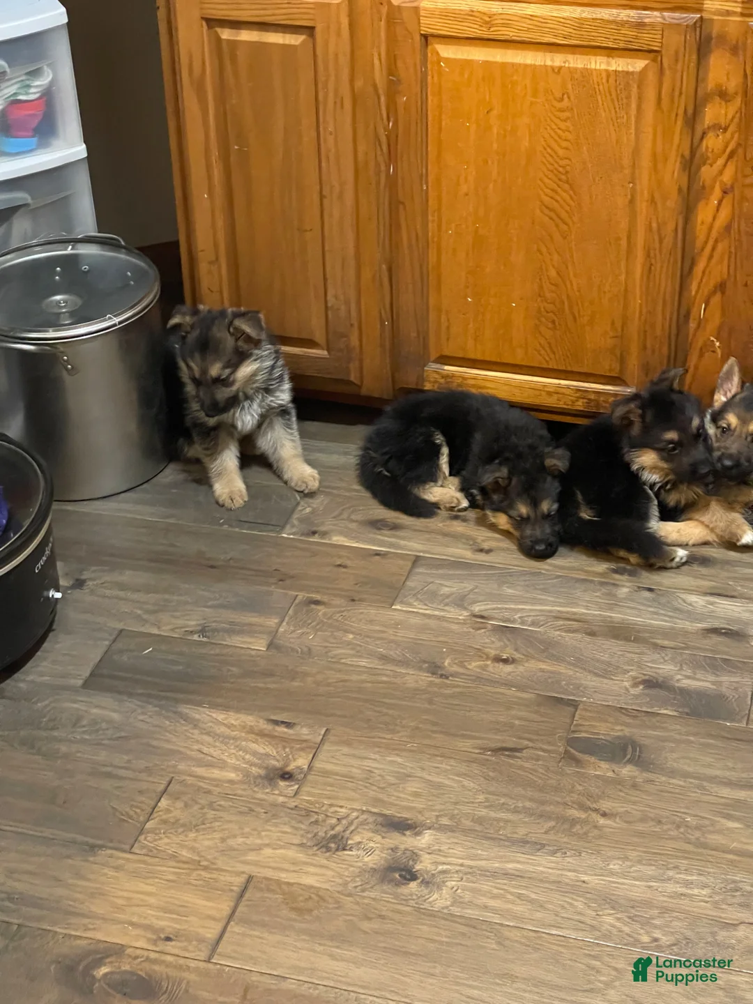 German Shepherd dogs for sale: Jax - Ad 1
