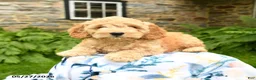 Cockapoo dogs for sale: Duke - Ad 3