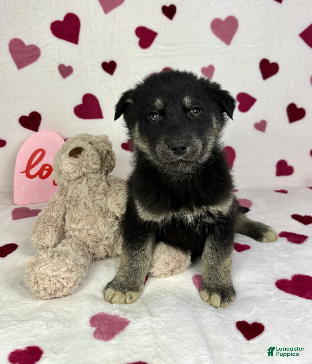 Mixed Breed dogs for sale: Camden - Ad 4