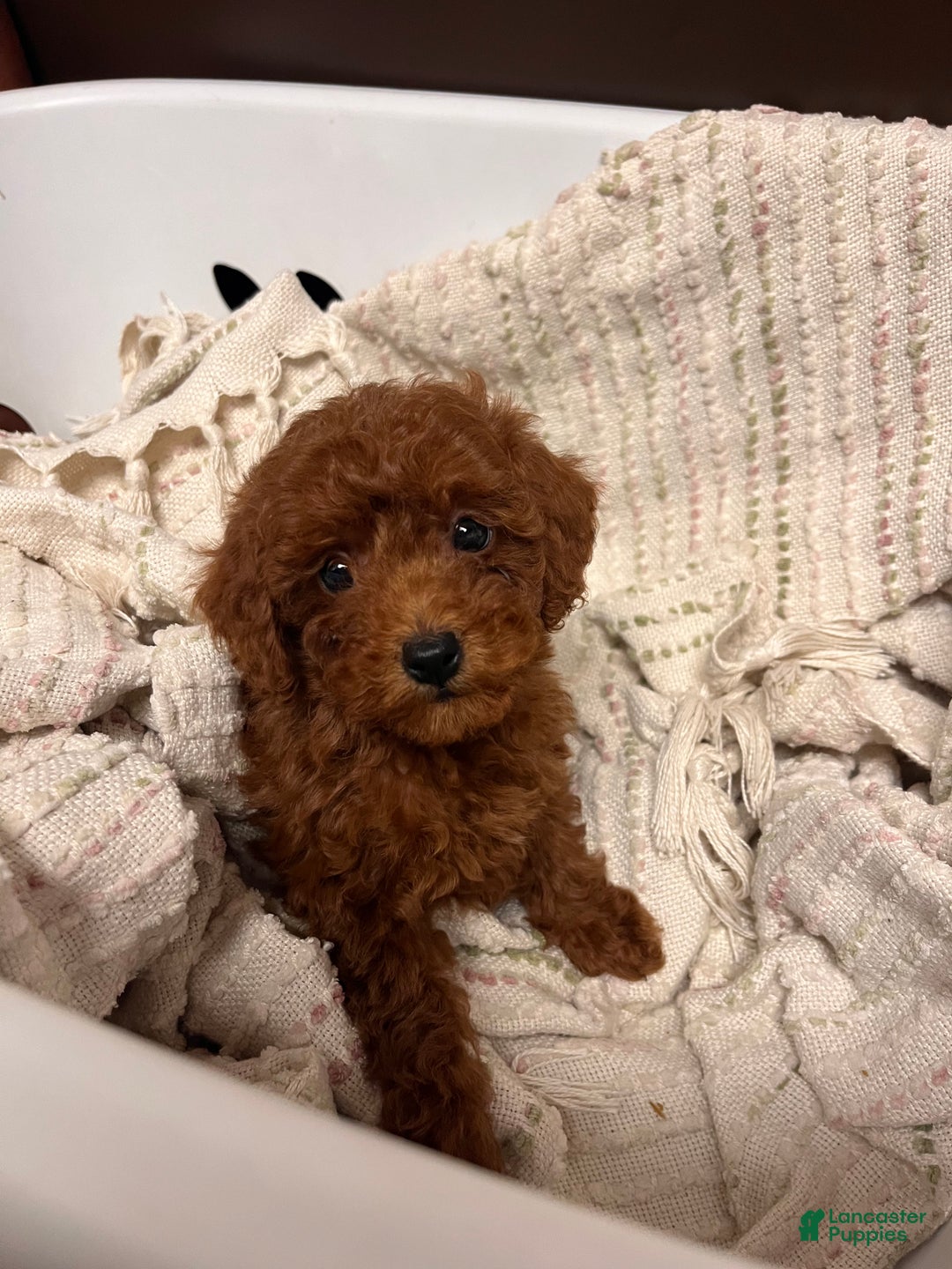 Toy Poodle dogs for sale: Charles  - Ad 5