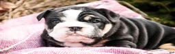 English Bulldog dogs for sale: Amelia - Ad 2