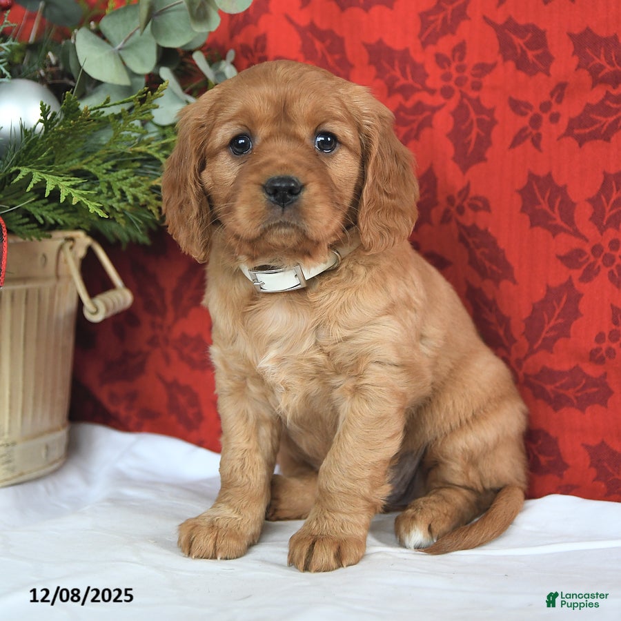 Miniature Golden Retriever dogs Carol  - Ad 1