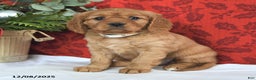 Miniature Golden Retriever dogs for sale: Carol  - Ad 1