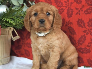 Miniature Golden Retriever dogs Carol - Ad 13