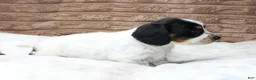Dachshund dogs for sale: Sam - Ad 4