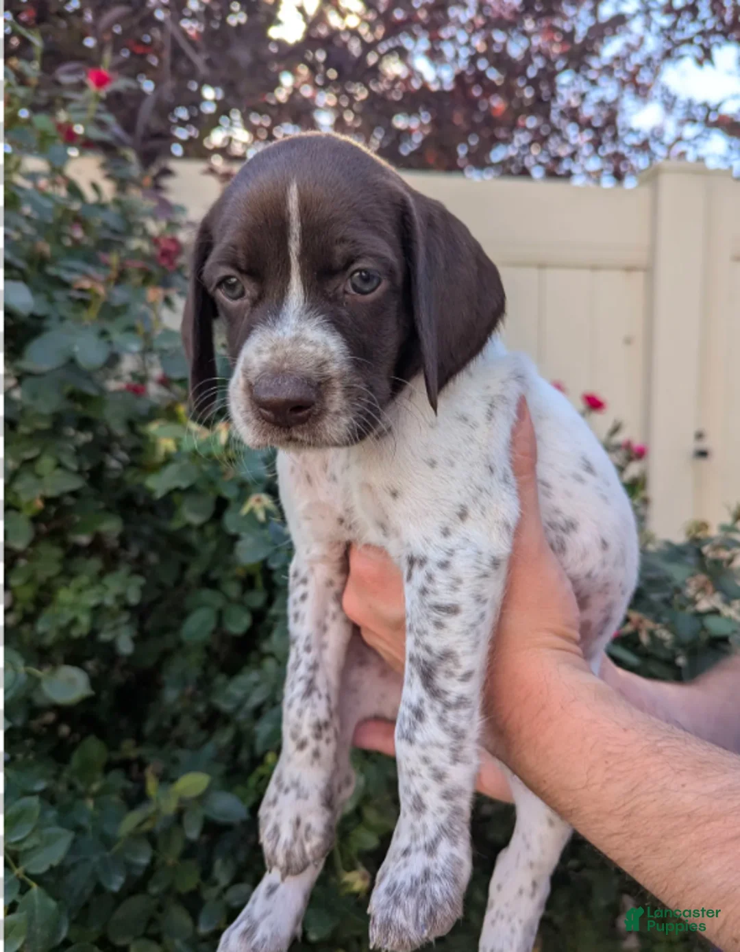 German Shorthaired Pointer dogs for sale: Green female - Ad 2