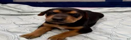 Mixed Breed dogs for sale: Doberman mix puppy  - Ad 7