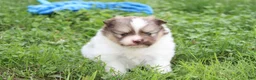 Pomeranian dogs for sale: Bentley  - Ad 16