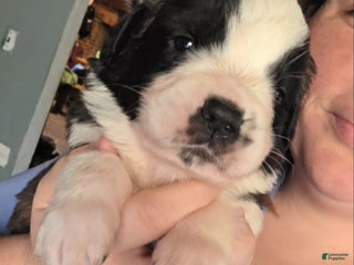 Saint Bernard dogs - Ad 22