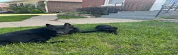 German Shepherd dogs for sale: German Shepherd Puppy 3 - Ad 9