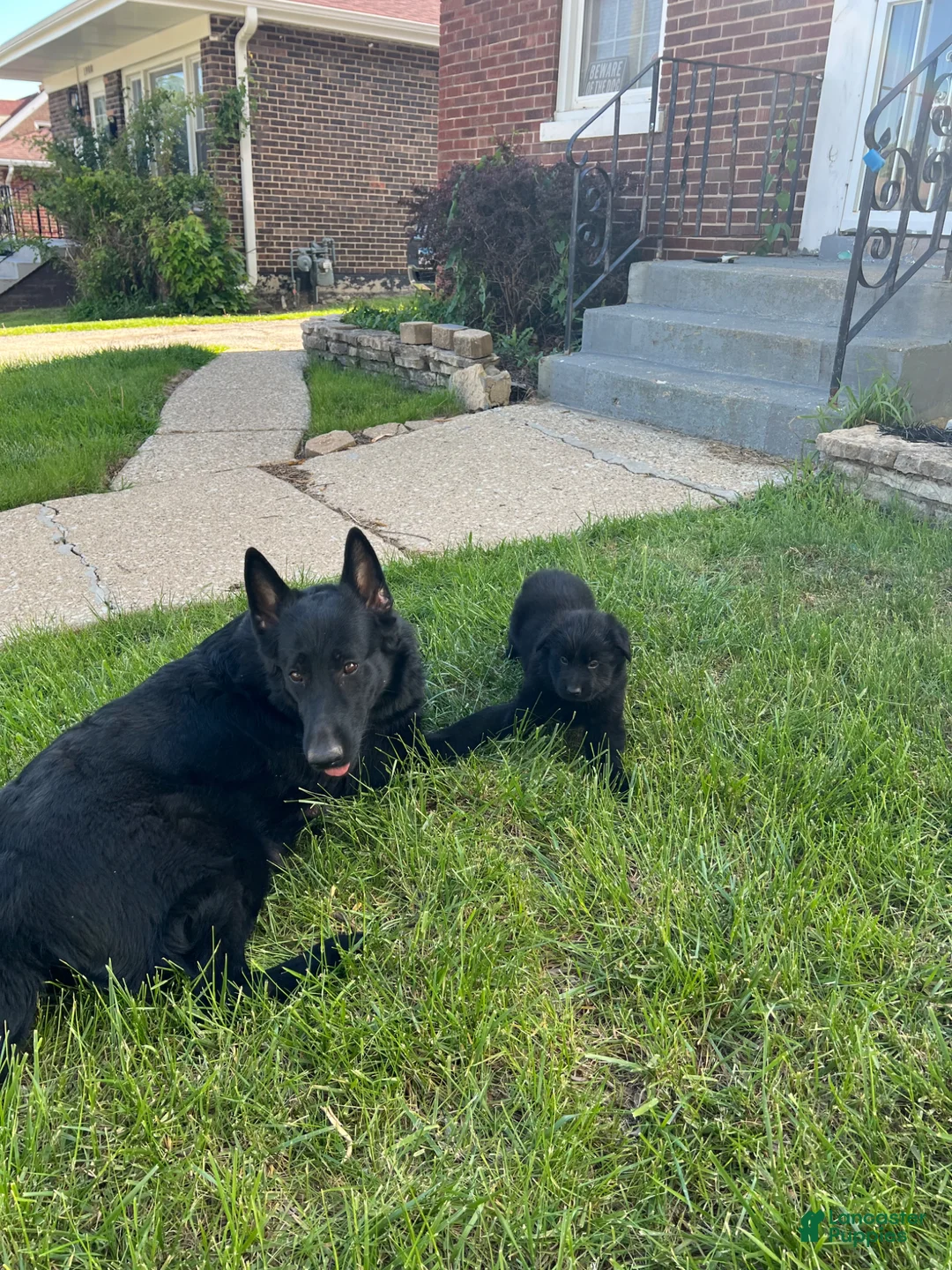 German Shepherd dogs for sale: German Shepherd Puppy 3 - Ad 9