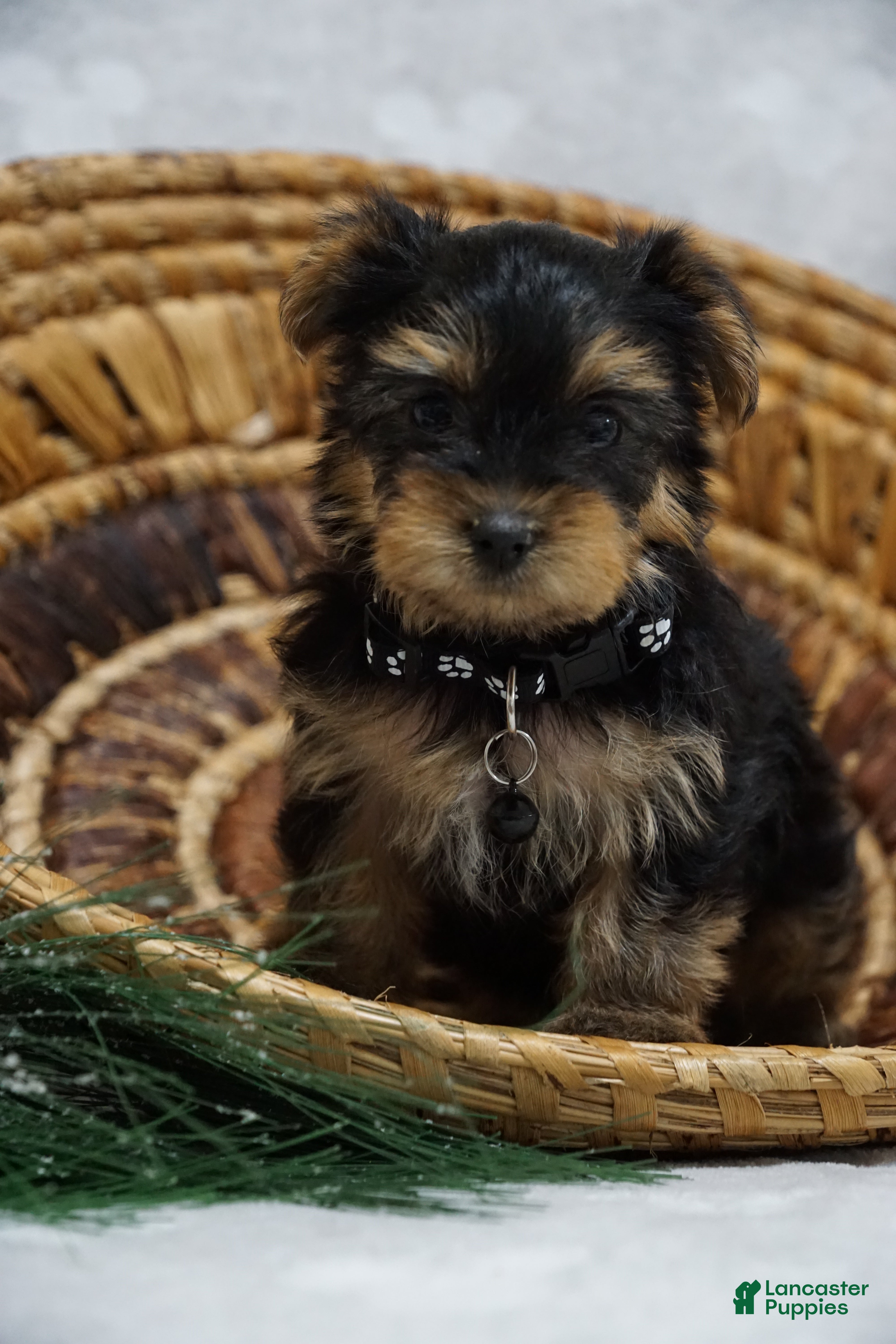 Yorkshire Terrier dogs Doreen - Ad 9