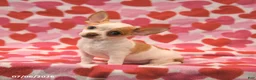 Chihuahua dogs for sale: Lucky - Ad 3