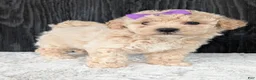 Bichpoo dogs for sale: Zoey - Ad 13