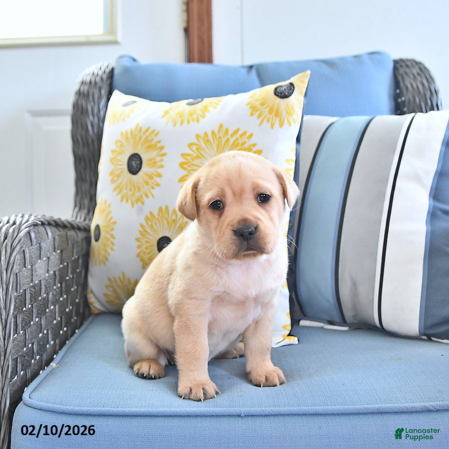 Mini Hippo dogs Trixie - Ad 9