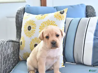 Mini Hippo dogs Trixie - Ad 9